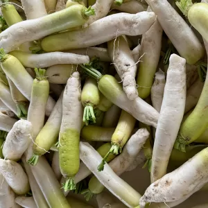 Daikon Radish