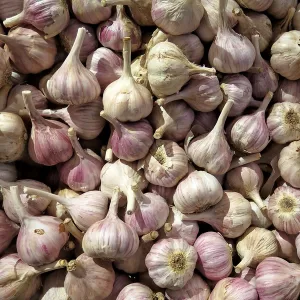 Garlic