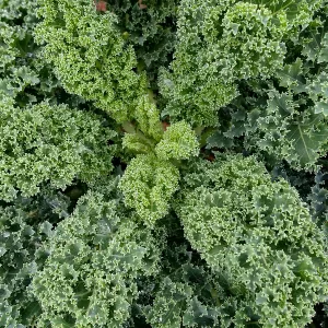 Kale